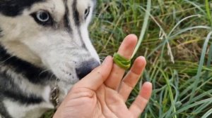 Ценнейшая трава для любого плетения! Собираем ситник (болотник)