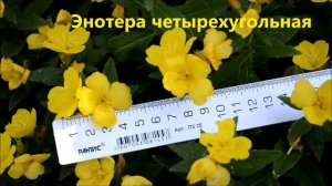 Энотера многолетняя. Энотера Ночная свеча и энотера четырехугольная