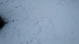 Пчеловодство, Пасека. 2020 год. 1 часть. Выставка пасеки 23.02.2020. Первый весенний осмотр.