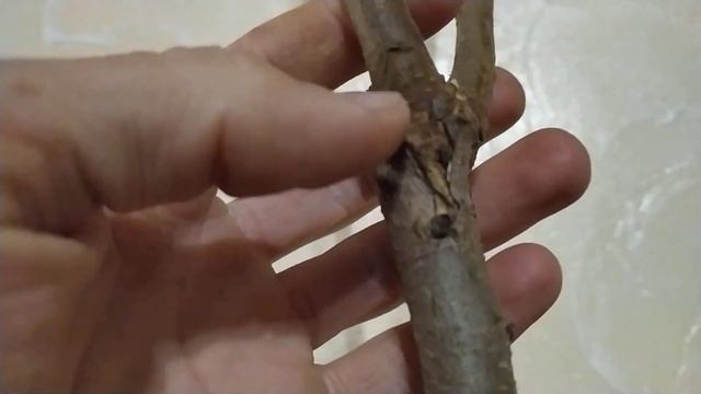 ХУРМА . Получил саженци хурмы Дар Софиевки и Скифское Золото от Лидии Чернецкой ... смотреть онлайн