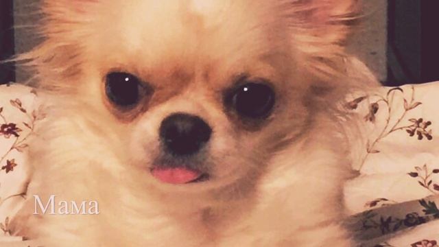 Куколки щеночки чихуахуа в подарок? смотреть онлайн