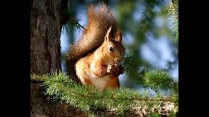 ,,Как белочка зимует