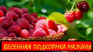 ВЕСЕННЯЯ ПОДКОРМКА МАЛИНЫ || МАЛИНА ВЕСНОЙ УХОД ПОДКОРМКА