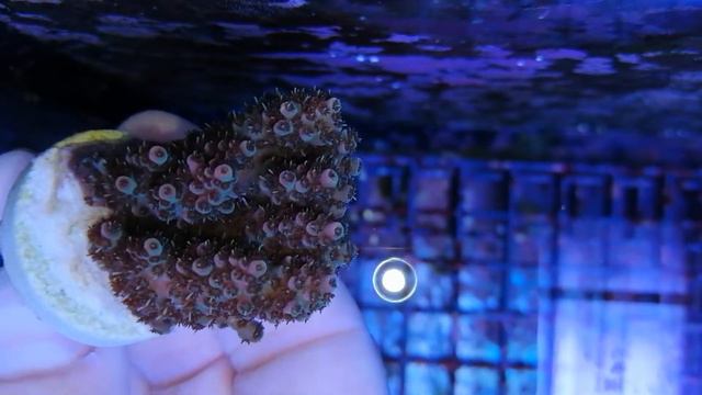 Acropora hyacinthus Australia-S coral gandalf смотреть онлайн