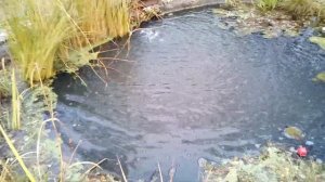Содержание и жизнеобеспечение прудов в зимний период