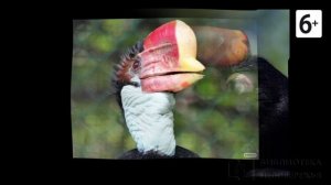 Удивительные соседи. Шлемоносная птица-носорог