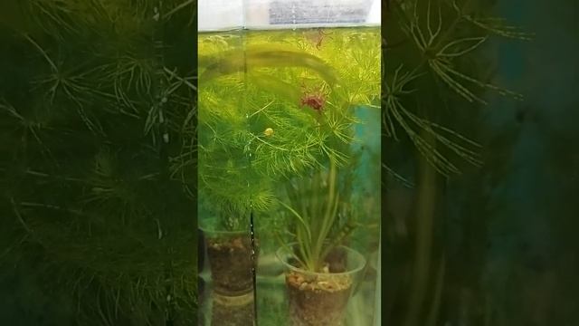 кормление гуппи смотреть онлайн