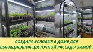 Цветы.Обзор цветочной рассады в декабре.Бегония.Пеларгония.Петуния.