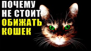 Почему не стоит обижать кошек