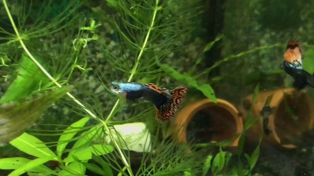 ЗАСТЫДИЛ СОМОВ, ИСПРАВИЛИСЬ. МАЛЁК МАЛАХИТА ТЕПЕРЬ СО ВЗРОСЛЫМИ. ПОЯВИЛИСЬ МШАНКИ В АКВАРИУМЕ смотреть онлайн