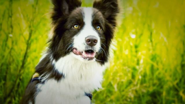 Бордер Колли фото смотреть онлайн