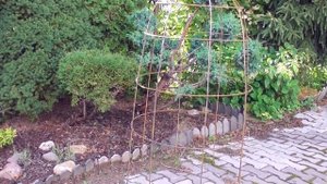 УРА!!!Получила свой заказ. Клетка опора для роз,пионов,гортензий.