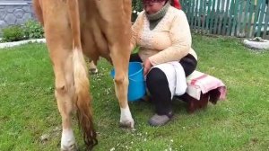 бабушка доила корову