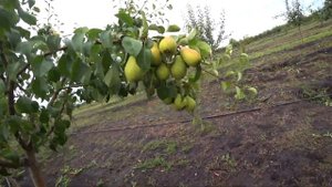 Груша крупномер "Чижовская"