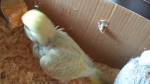 Кормление птенцов волнистого попугая.