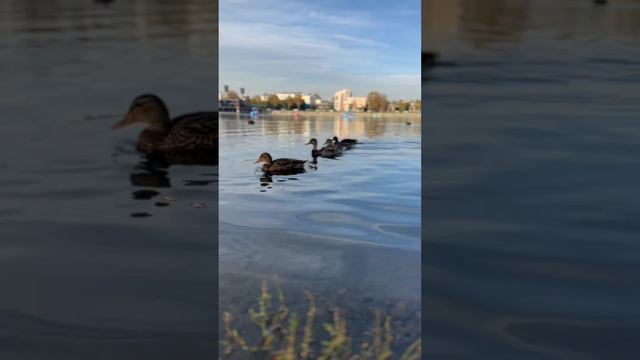 Уточки плавают в Сибири рядом Байкал | Ducks swim in Siberia