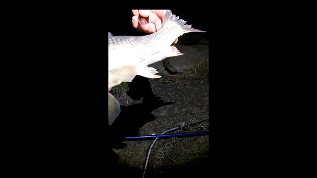 #shortsОпять карп с краснухой / откуда столько зараженной рыбы?