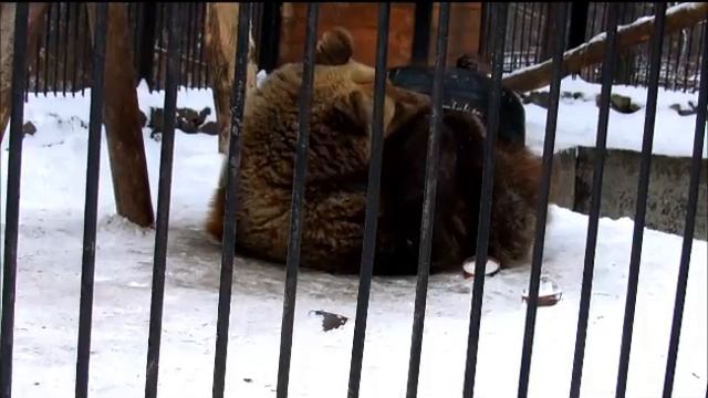 Бурый медвежонок Алтайчик не хочет спать! 7.12.17г.
