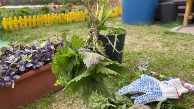 СКРУТКИ ИЗ КРАПИВЫ / ОКУРИВАНИЕ / МАГИЯ КРАПИВЫ