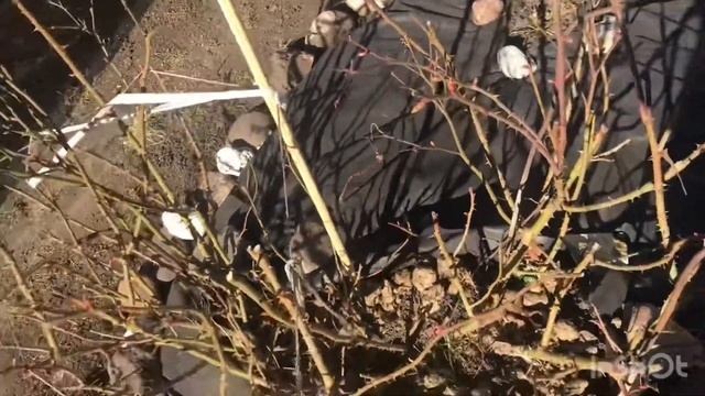 Новая жизнь старого куста розы. Простые правила, сможет даже новичок. 1 часть. смотреть онлайн