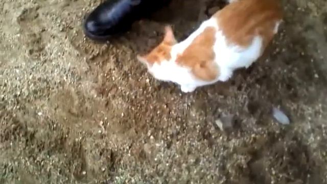 Не могу оторватся!Котёнок!!!!!!!!И ешё разрешили на улице снемать!Часть 1. смотреть онлайн