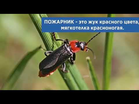 Говорите правильно! Пожарный - не пожарник!