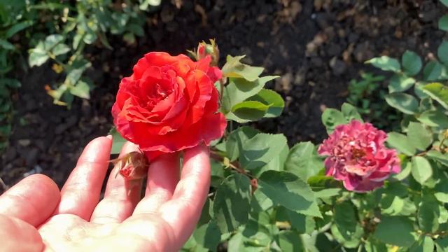 Жара…кто цветёт, да ещё держится ? смотреть онлайн