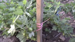 Урожайный и безшипный крыжовник Пакс.