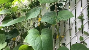 Как вырастить огурцы в мешках,возле дома или на балконе.