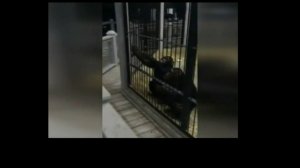 ОБЕЗЬЯНА ворует смартфон в зоопарке