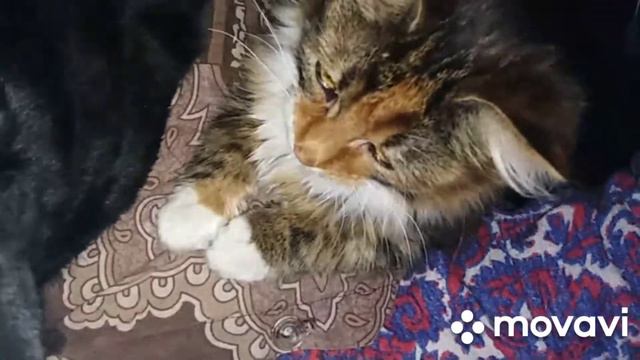 Котобудильники.