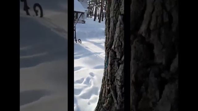 Чернышок малышок прячет орехи ( бывший чёрный пугливый бельчонок) смотреть онлайн