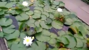 Кувшинки для водоема.mp4