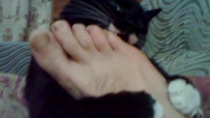 Сильный кот нападает на человека