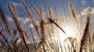 Сура Ан-Назиат (Ангелы, вырывающие души безбожников) (2020)