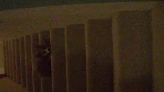 Gibson Stuck on the Stairs смотреть онлайн