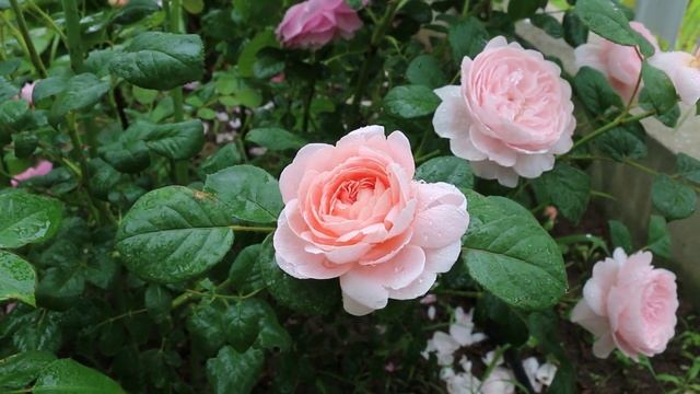 РОЗЫ ПОСЛЕ ДОЖДЯ. ОБЗОР СОРТОВ РОЗ УСТОЙЧИВЫХ К ДОЖДЮ. РОЗЫ В САДУ. смотреть онлайн