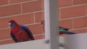 Почему Попугаи Разговаривают? | Смешные попугаи