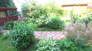 ЦВЕТУЩИЕ ФЛОКСЫ В САДУ. РАЗНЫЕ РАСЦВЕТКИ