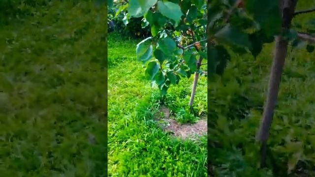 Выращивание абрикосов и персиков в Подмосковье