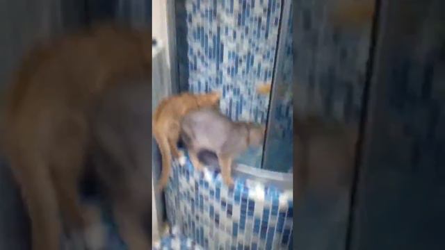 Абиссинские котики наши питомцы! смотреть онлайн