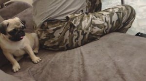 Как успокоить мопса