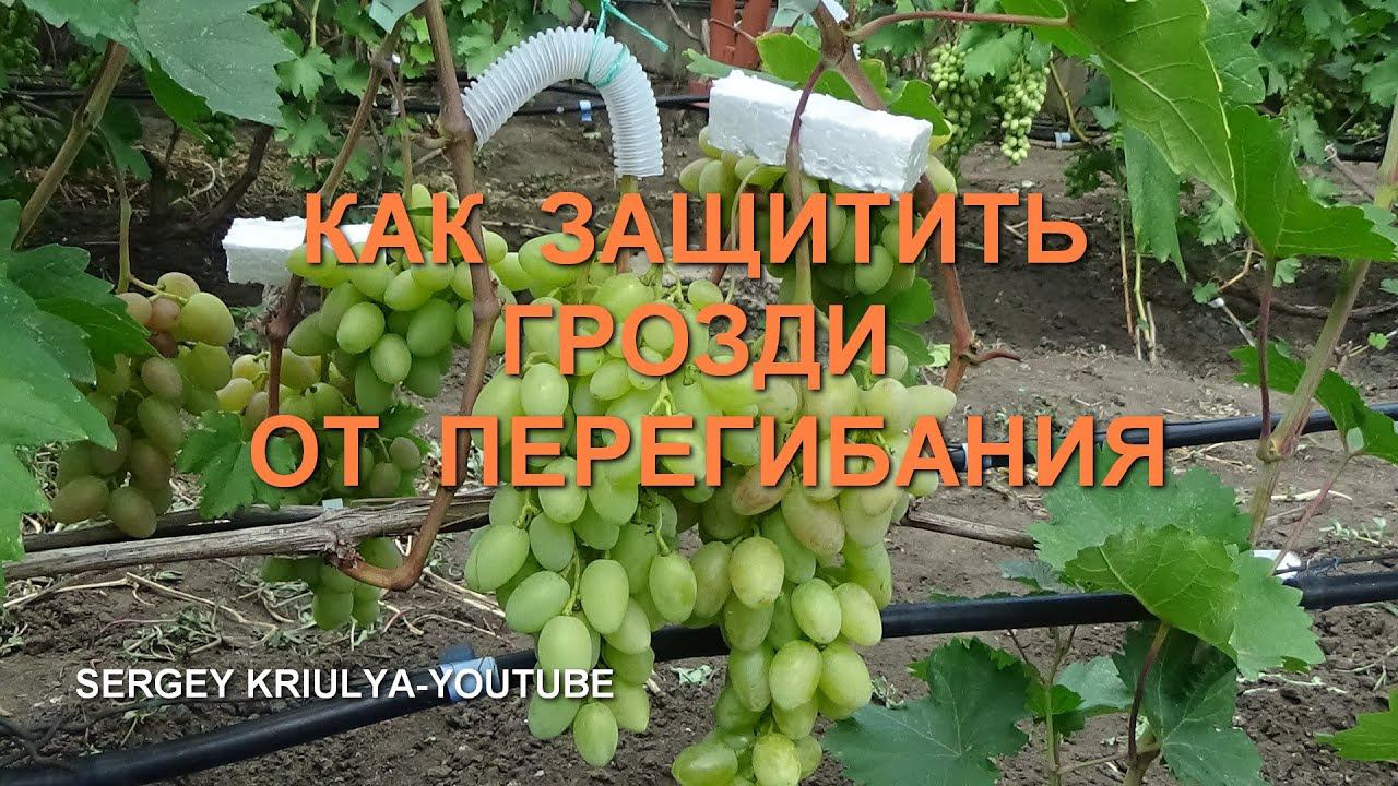 Простые способы защиты гроздей от перегибания смотреть онлайн