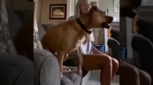 Собака смотрит футбол.mp4