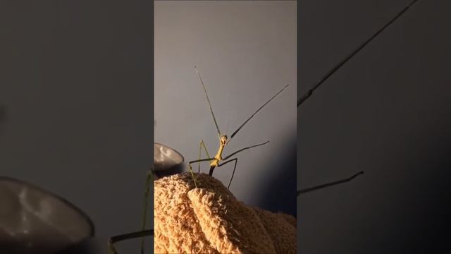 Stick insect practices yoga with a star is born movie soundtrack