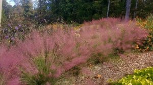 Pink Muhly grass & Mexican petunia