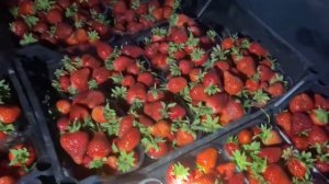 Клубника сорт Азия, Хоней