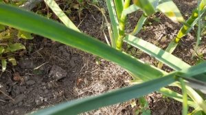 Удаление стрелок и подкормка чеснока для увеличения головки.