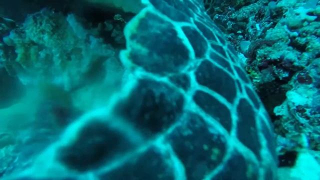 Морская черепаха закашлялась/Sea turtle chokes and coughs, divers give first aid смотреть онлайн
