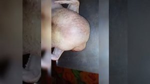 Как опалить тушку бройлера в домашних условиях.